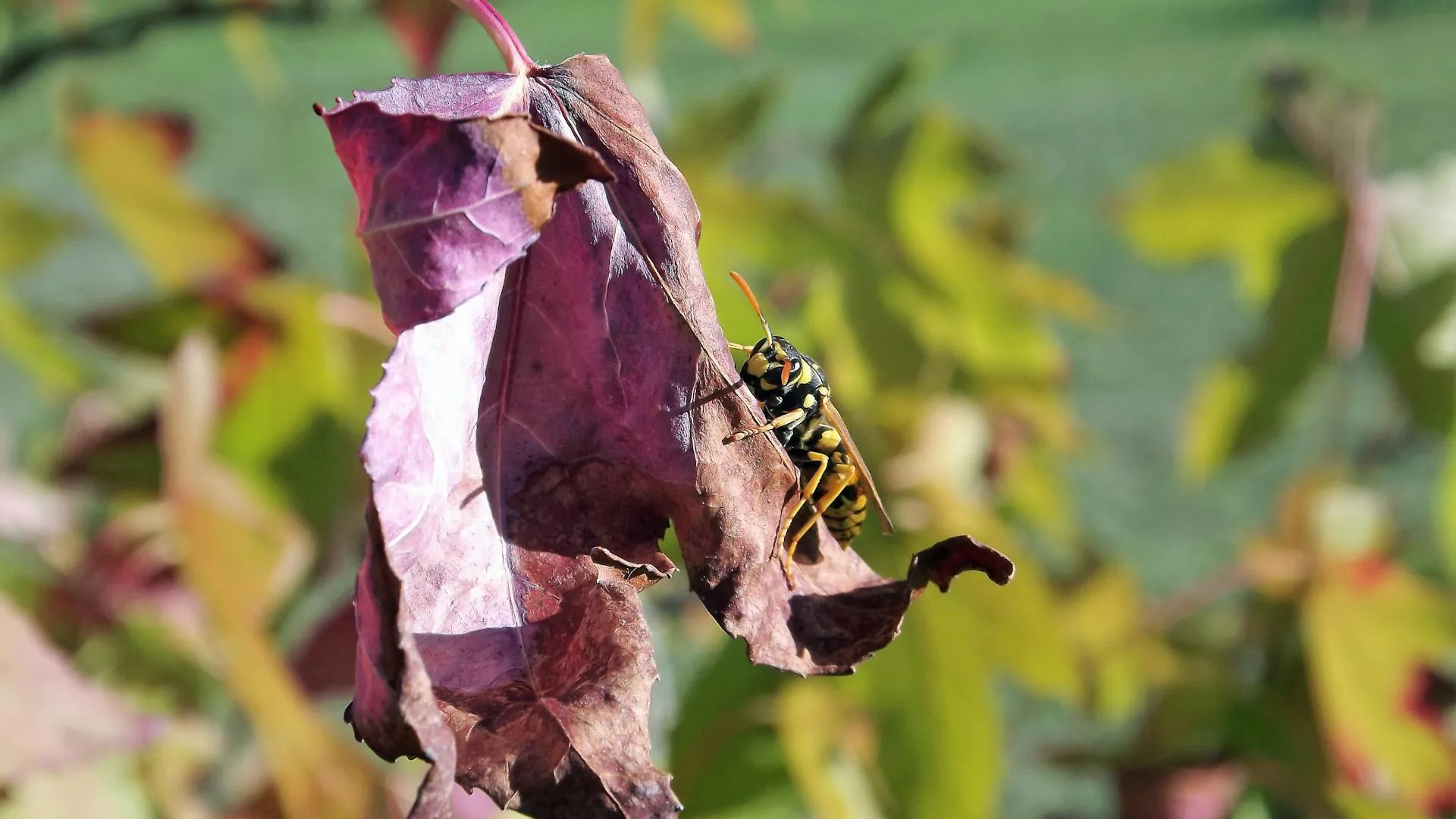 Residential water heater with temperature gauge during maintenance check